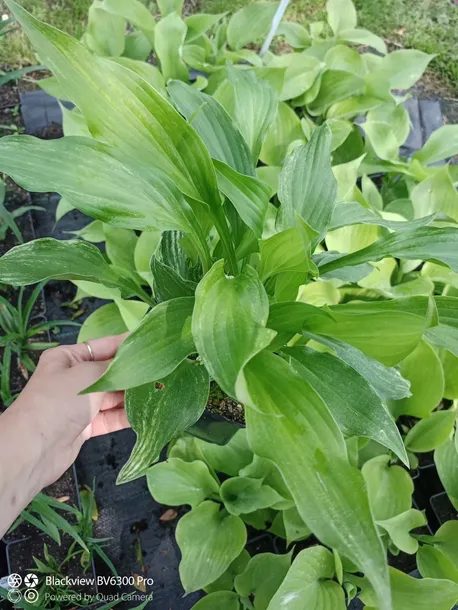 funkia-hosta-white-feather-piekna-hosta-nazwa-lacinska-inna