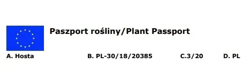 funkia-hosta-white-feather-piekna-hosta-rodzaj-rosliny-inny-roslina-w-postaci-sadzonka-z-golym-korzeniem