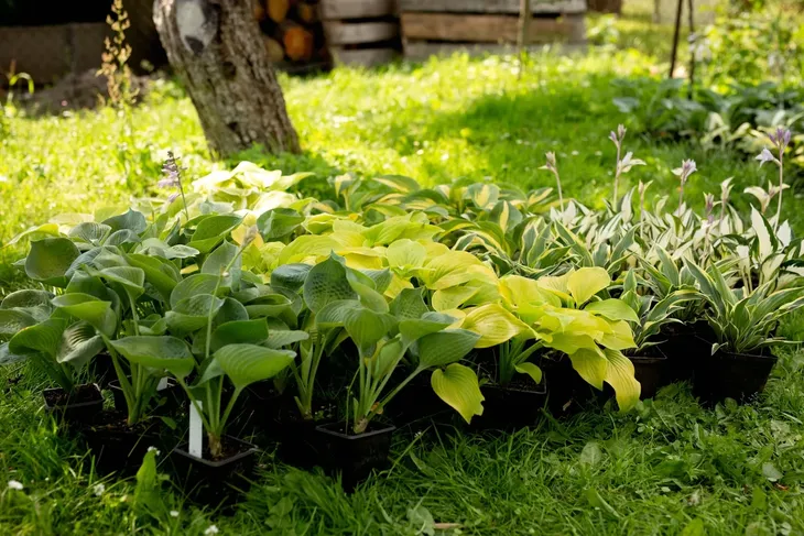 funkia-hosta-white-feather-piekna-hosta-rodzaj-rosliny-inny-kod-producenta-wodne-rosliny