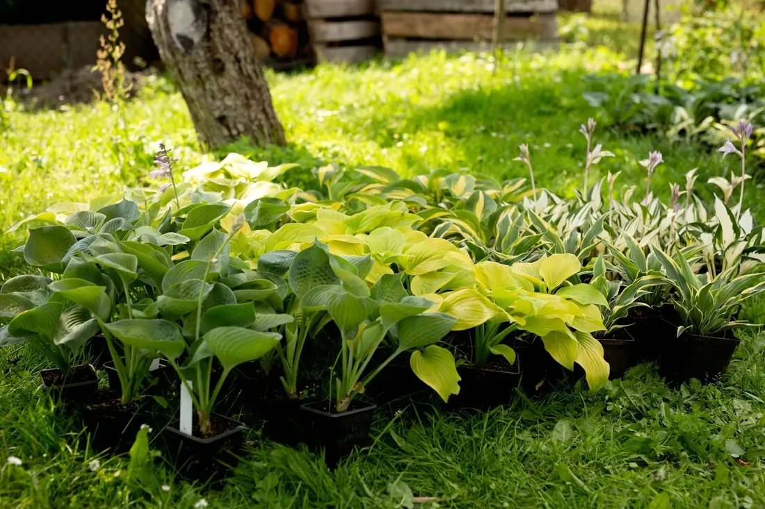 funkia-hosta-white-feather-piekna-hosta