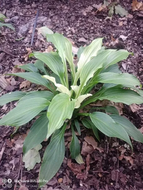 funkia-hosta-white-feather-piekna-hosta-rodzaj-rosliny-inny-producent-perfekt-klik-sylwia-grzelak-wodne-rosliny