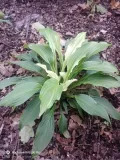 funkia-hosta-white-feather-piekna-hosta-rodzaj-rosliny-inny-producent-perfekt-klik-sylwia-grzelak-wodne-rosliny