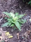 funkia-hosta-white-feather-piekna-hosta-rodzaj-rosliny-inny-nazwa-lacinska-inna