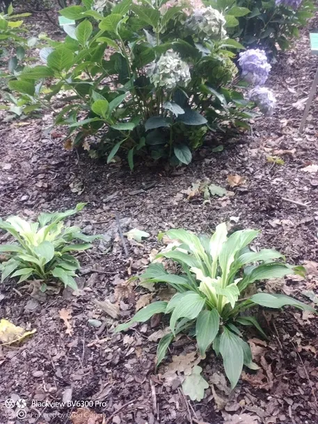 funkia-hosta-white-feather-piekna-hosta-kolor-kwiatow-inny-kolor-rodzaj-rosliny-inny