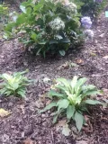 funkia-hosta-white-feather-piekna-hosta-kolor-kwiatow-inny-kolor-rodzaj-rosliny-inny