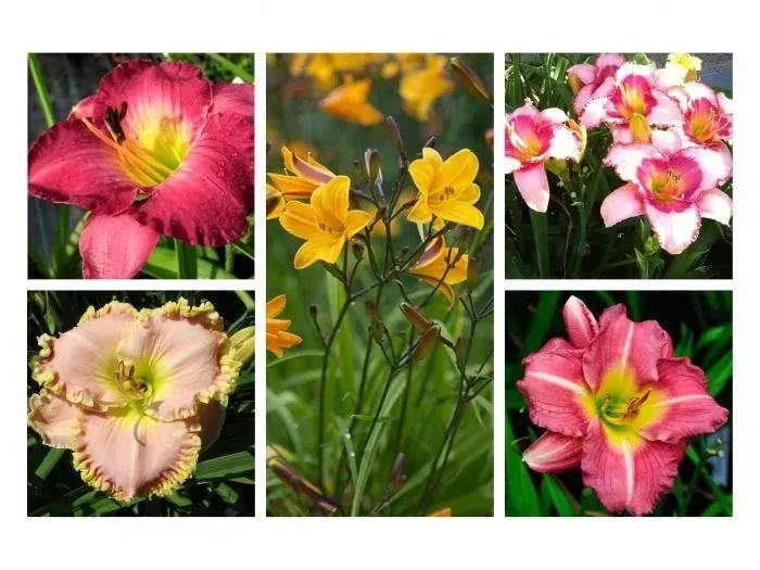 funkia-hosta-white-feather-piekna-hosta-rodzaj-rosliny-inny