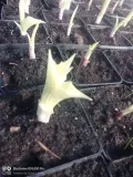 funkia-hosta-white-feather-piekna-hosta-kolor-kwiatow-inny-kolor-kod-producenta-wodne-rosliny