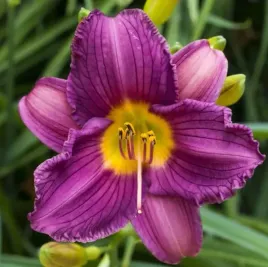 liliowiec-purple-d-oro-niezwykly-fiolet-niska-odmiana