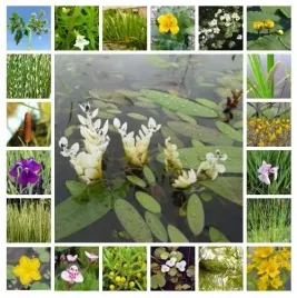 duzy-zestaw-nr-2-rosliny-mrozoodporne-do-oczka