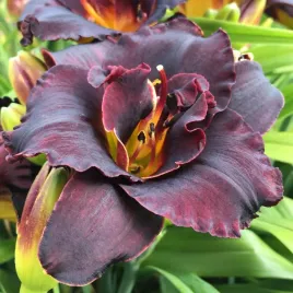 liliowiec-voodoo-dancer-piekne-kwiaty-bardzo-ciemne-czarny-kwiaty