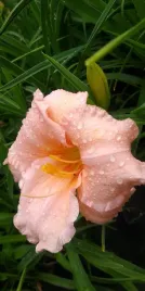 liliowiec-hemerocallis-on-and-on-sliczne-kwiaty