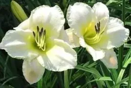 liliowiec-arctic-snow-snieznobialy-do-ogrodu