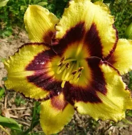 liliowiec-el-desperado-piekny-wielobarwny-kwiat