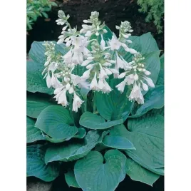 funkia-hosta-sieboldiana-rosliny-do-ogrodu