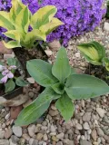 funkia-hosta-sieboldiana-rosliny-do-ogrodu-rodzaj-rosliny-inny