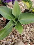 funkia-hosta-sieboldiana-rosliny-do-ogrodu-kolor-kwiatow-inny-kolor