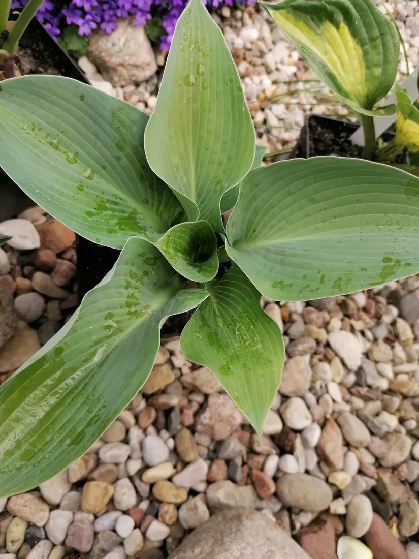 funkia-hosta-sieboldiana-rosliny-do-ogrodu-rodzaj-rosliny-inny