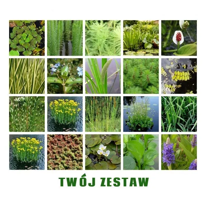 funkia-hosta-sieboldiana-rosliny-do-ogrodu