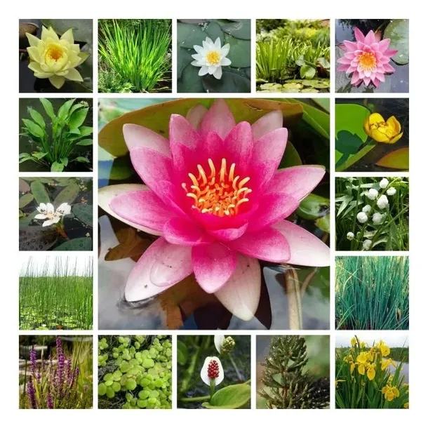 funkia-hosta-sieboldiana-rosliny-do-ogrodu-kod-producenta-wodne-rosliny