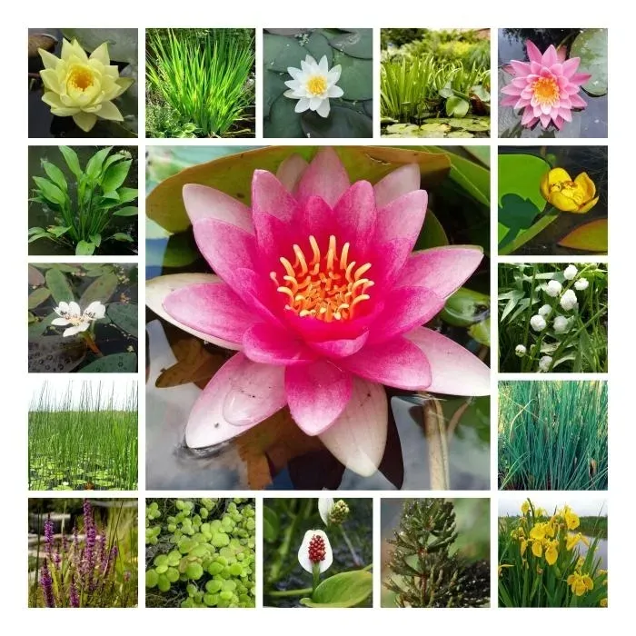 funkia-hosta-sieboldiana-rosliny-do-ogrodu-rodzaj-rosliny-inny