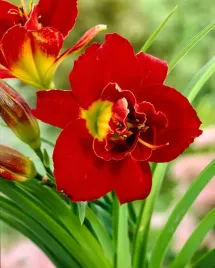 liliowiec-highland-lord-piekny-ogrod