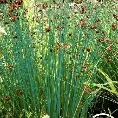 10-x-sit-siny-do-oczka-wodnego-juncus-infexus-kpl
