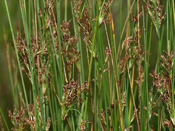 10-x-sit-siny-do-oczka-wodnego-juncus-infexus-kpl-cechy-charakterystyczne-lubiace-cien-lubiace-slonce-proste-w-pielegnacji