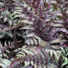 paproc-ogrodowa-wietlica-japonska-metallicum