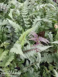 paproc-ogrodowa-wietlica-japonska-red-beauty