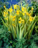 irys-kosaciec-zolty-variegata