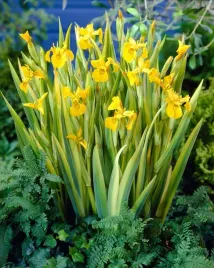 irys-kosaciec-zolty-variegata