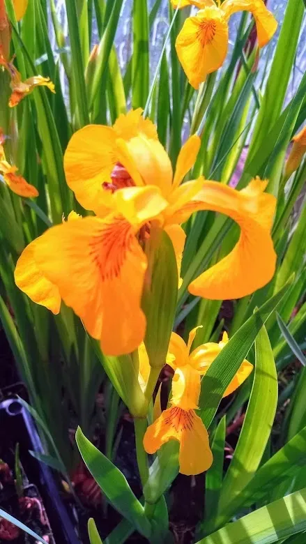 irys-kosaciec-zolty-variegata
