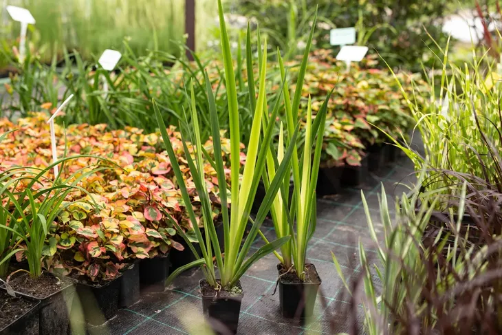irys-kosaciec-zolty-variegata-rodzaj-rosliny-przybrzezne