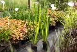 irys-kosaciec-zolty-variegata-rodzaj-rosliny-przybrzezne