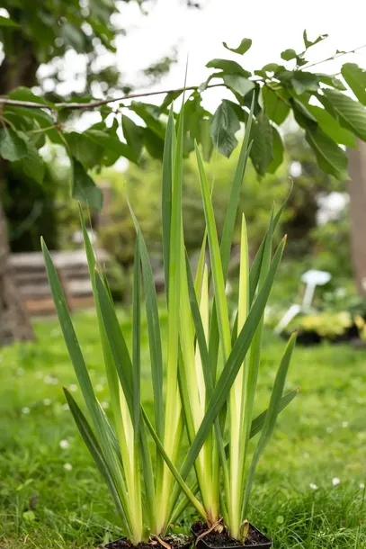 irys-kosaciec-zolty-variegata-roslina-w-postaci-sadzonka-z-golym-korzeniem