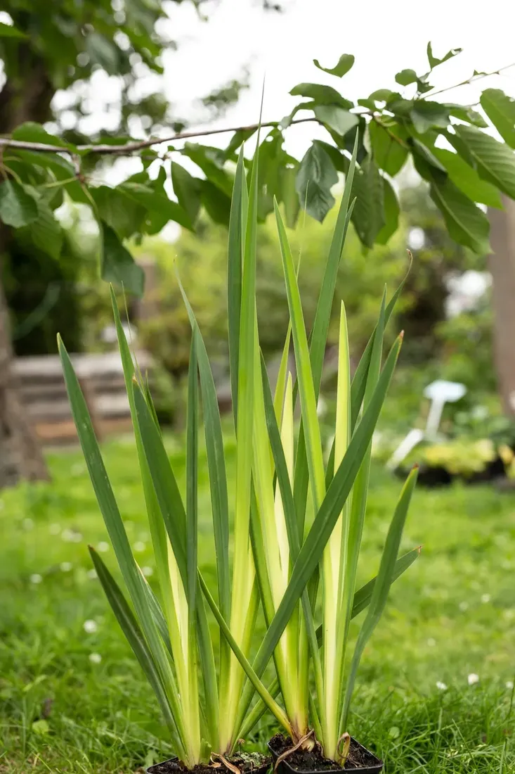 irys-kosaciec-zolty-variegata