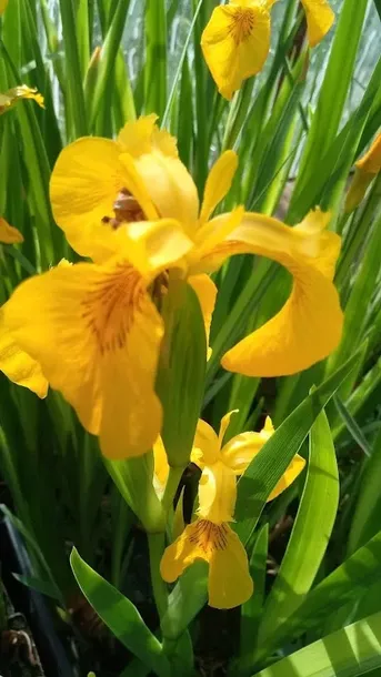 irys-kosaciec-zolty-variegata-kod-producenta-wodne-rosliny-pl