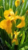 irys-kosaciec-zolty-variegata-kod-producenta-wodne-rosliny-pl