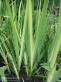 irys-kosaciec-zolty-variegata-producent-perfekt-klik-sylwia-grzelak-wodne-rosliny