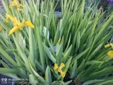 irys-kosaciec-zolty-variegata-kolor-kwiatow-inny-kolor-rodzaj-rosliny-przybrzezne