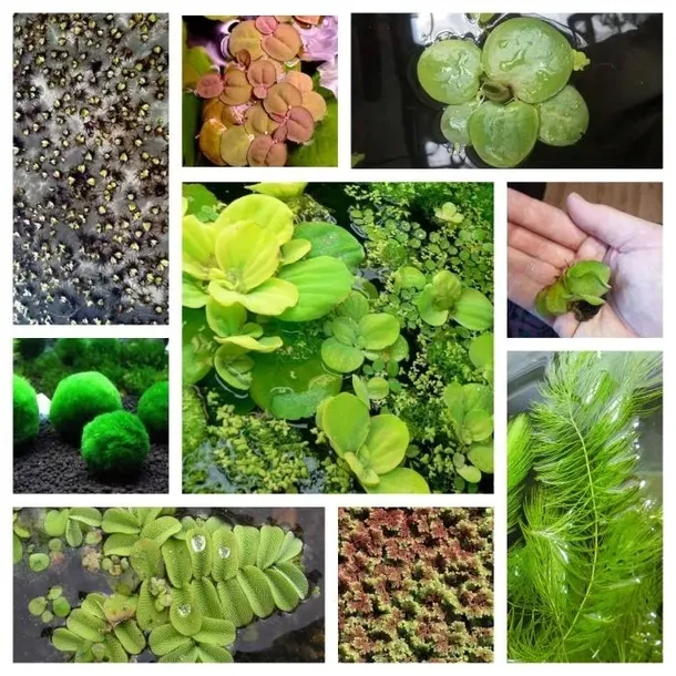 irys-kosaciec-zolty-variegata-rodzaj-rosliny-przybrzezne-kolor-kwiatow-inny-kolor