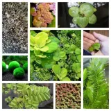 irys-kosaciec-zolty-variegata-rodzaj-rosliny-przybrzezne-kolor-kwiatow-inny-kolor