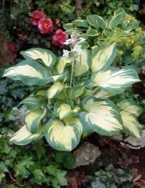 funkia-great-expectations-hosta-do-ogrodu