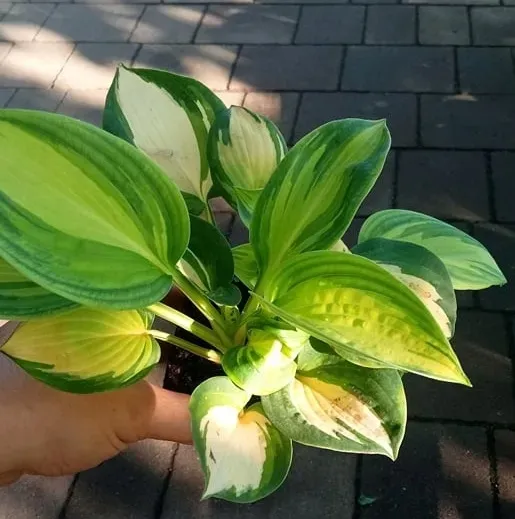 funkia-great-expectations-hosta-do-ogrodu-rodzaj-rosliny-inny