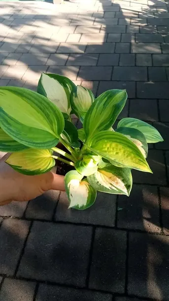 funkia-great-expectations-hosta-do-ogrodu-kolor-kwiatow-inny-kolor