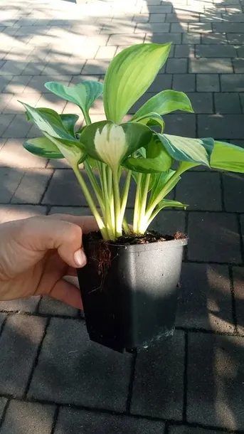 funkia-great-expectations-hosta-do-ogrodu-roslina-w-postaci-sadzonka-z-golym-korzeniem