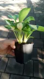 funkia-great-expectations-hosta-do-ogrodu-roslina-w-postaci-sadzonka-z-golym-korzeniem