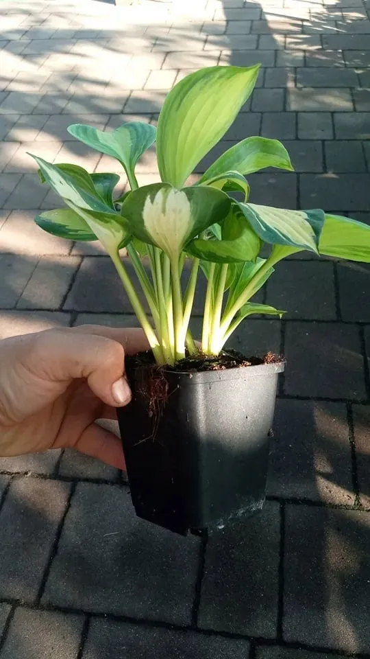 funkia-great-expectations-hosta-do-ogrodu-rodzaj-rosliny-inny