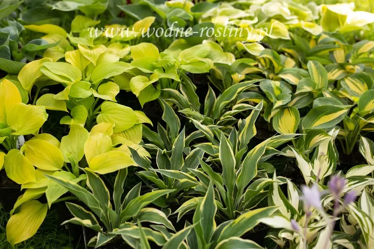 funkia-great-expectations-hosta-do-ogrodu-kod-producenta-wodne-rosliny
