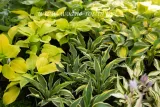 funkia-great-expectations-hosta-do-ogrodu-kod-producenta-wodne-rosliny